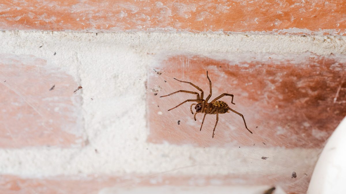 false widow spider