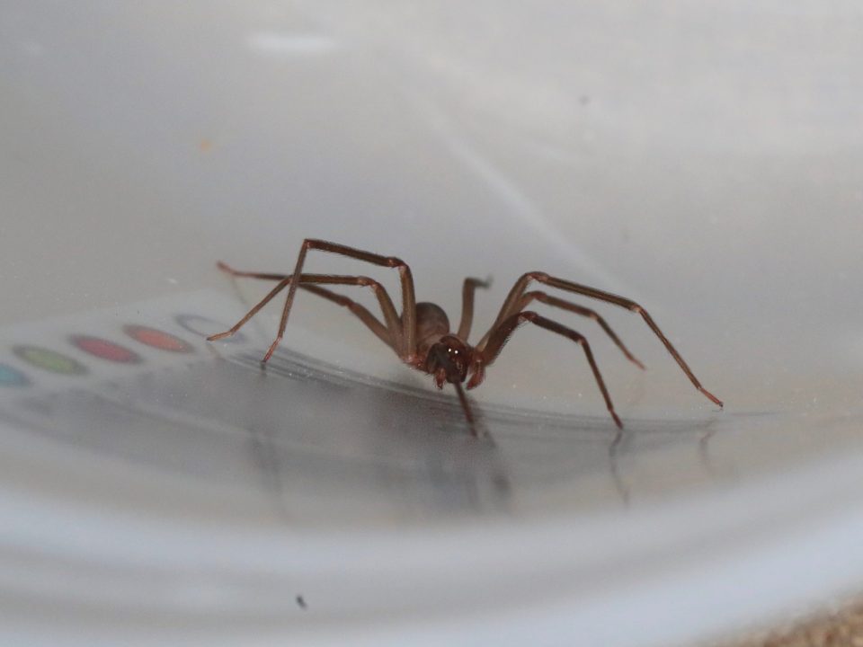 spider
