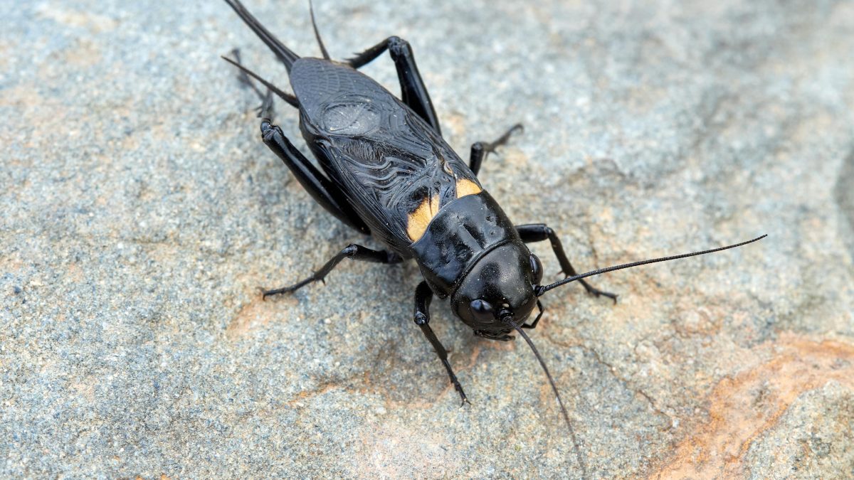 Cricket