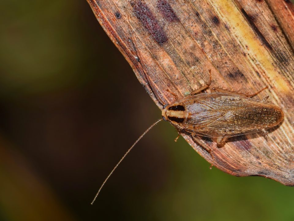 Cockroach on branch