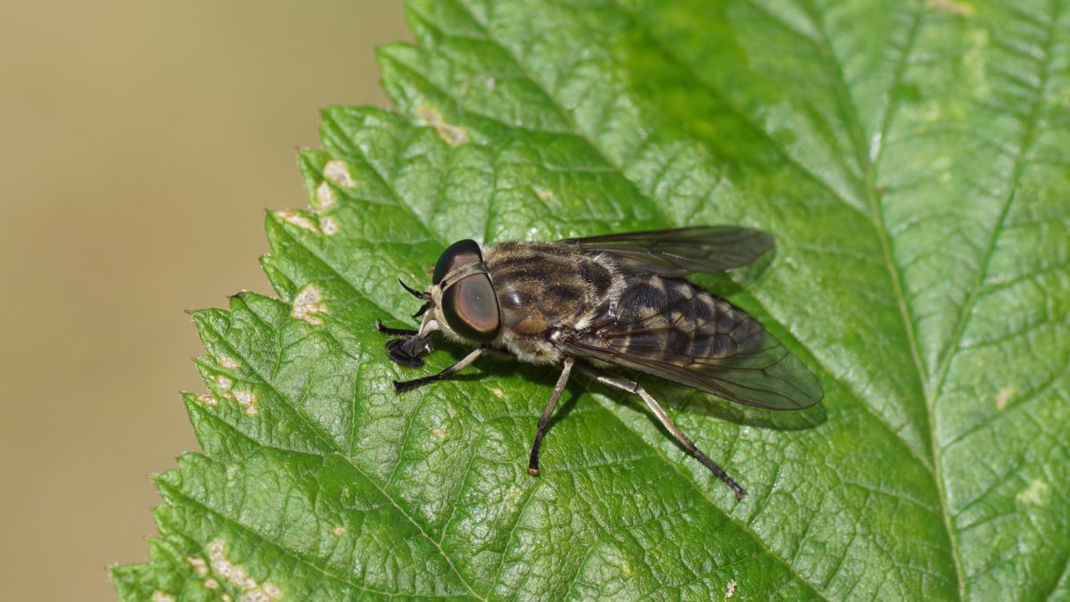 Horse fly on leaf