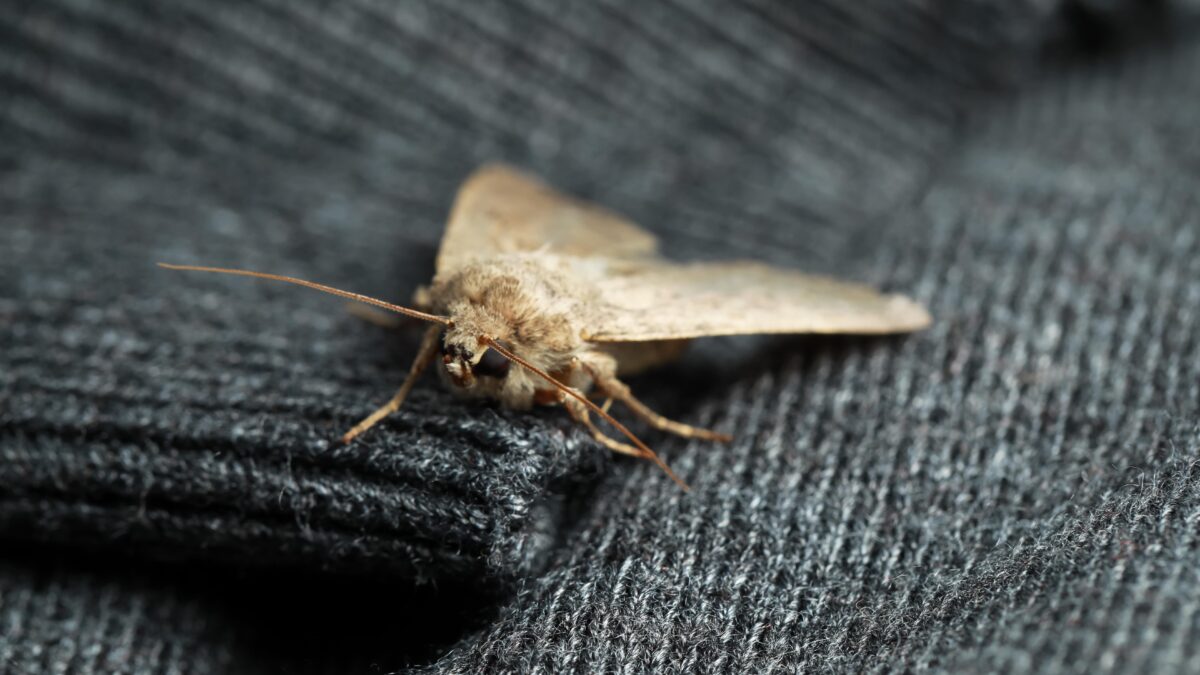 Moth