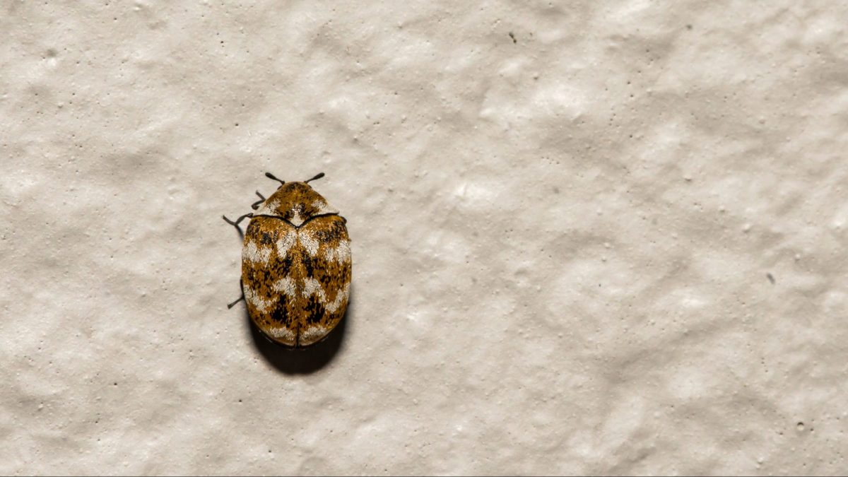 carpet beetle