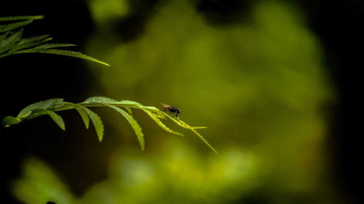 a fly on a shrub