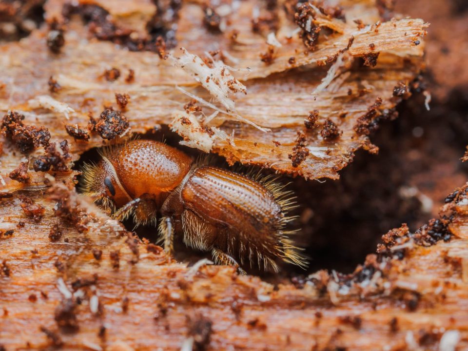 bark beetles