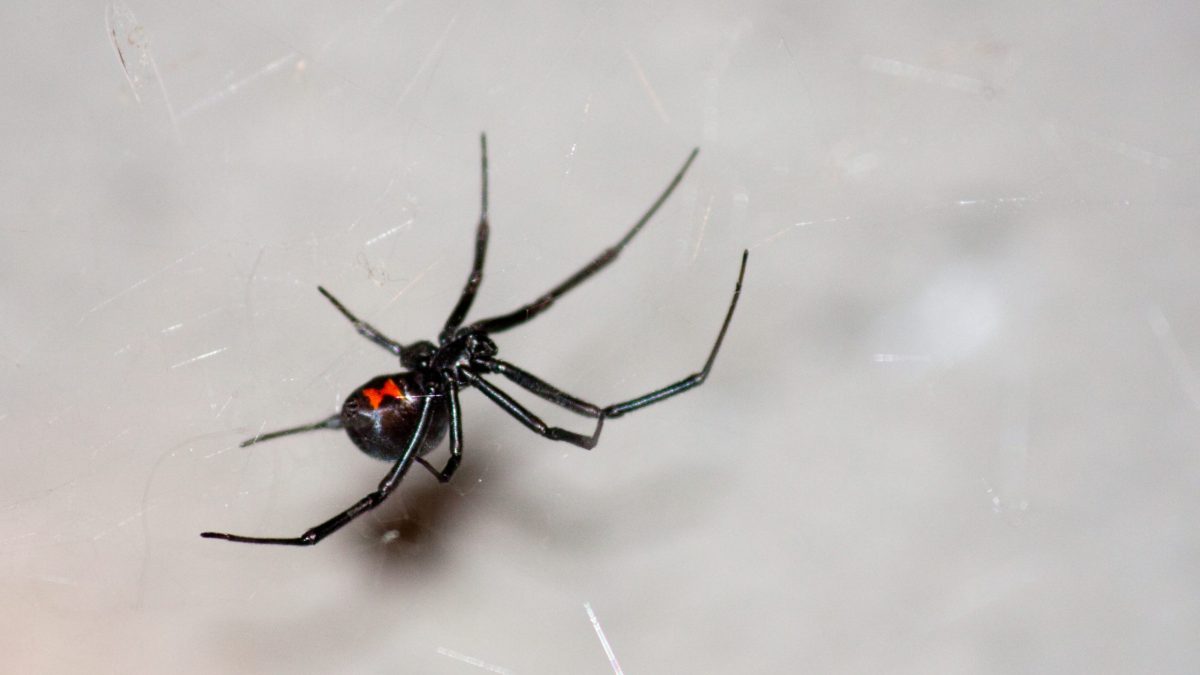 black widow