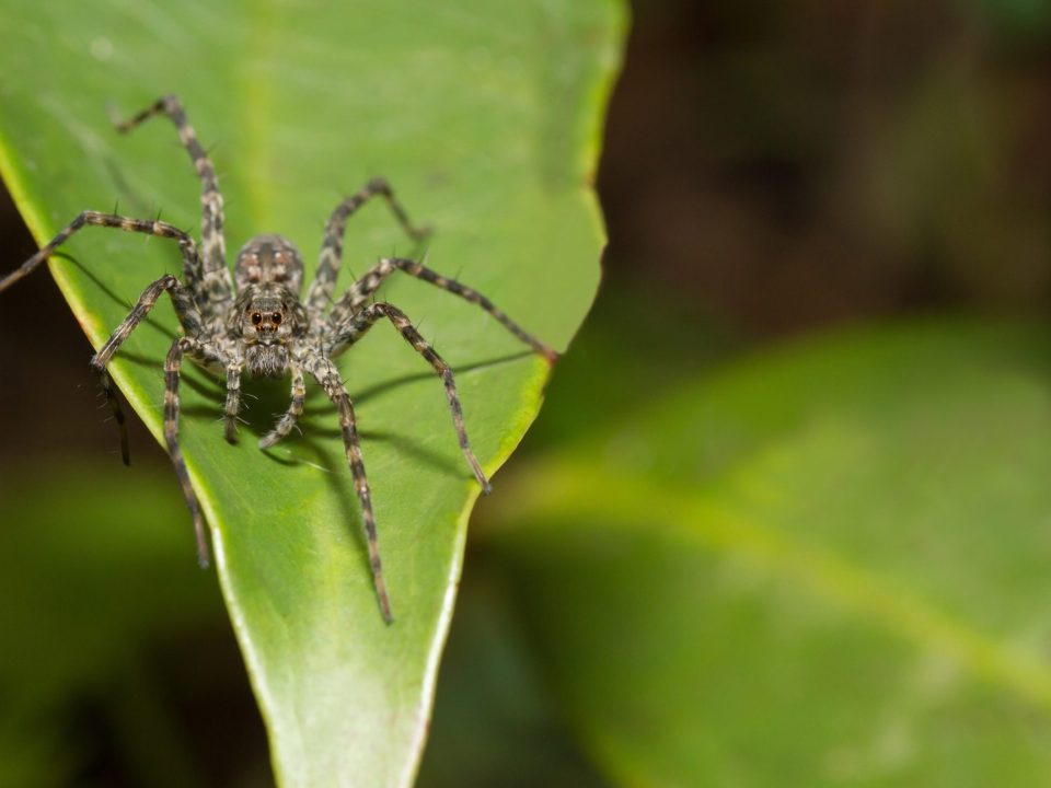 Wolf Spider