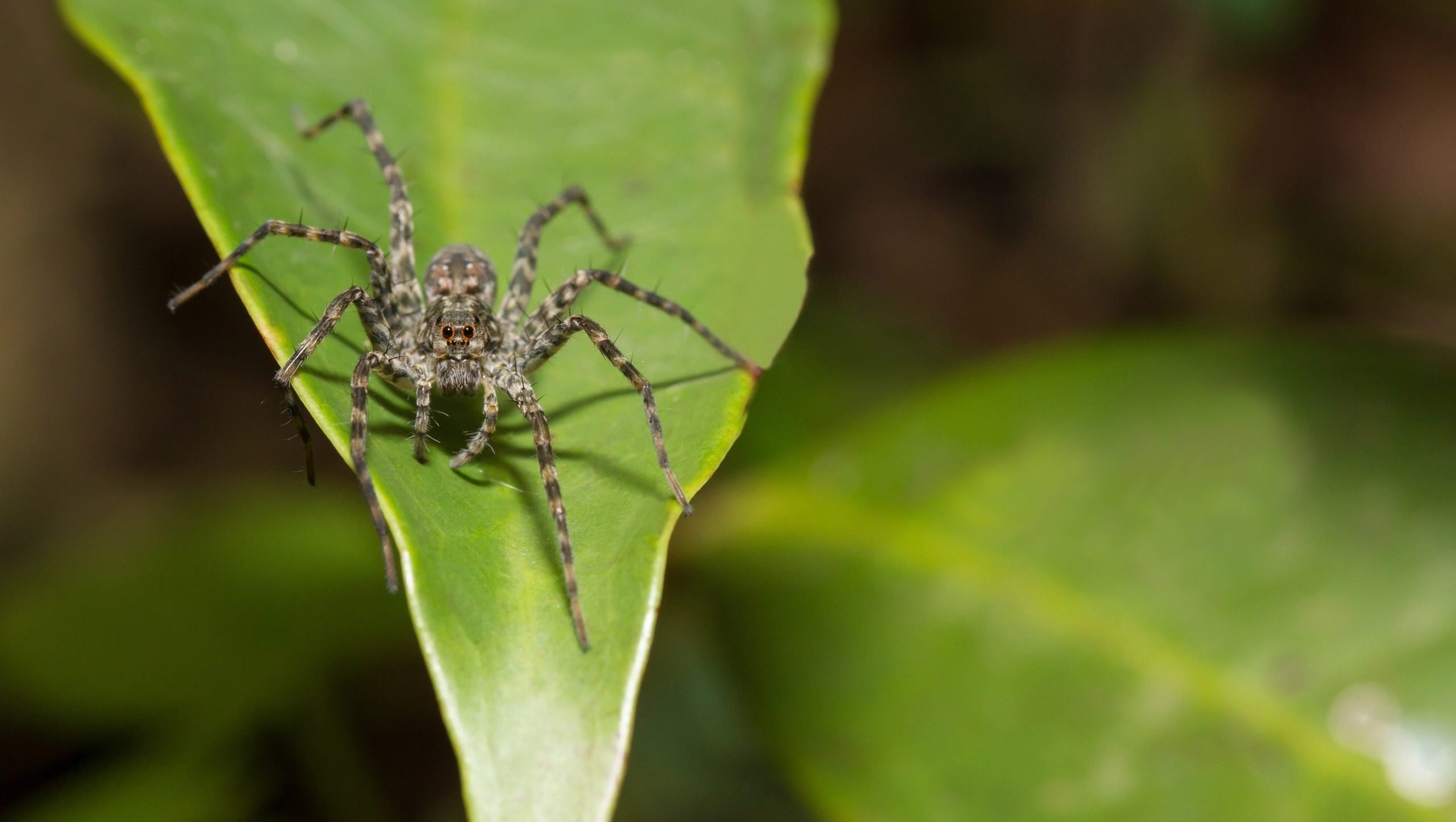 The Daring World of Tent Web Spiders: Unveiling the Mysteries of these Elusive Hunters
