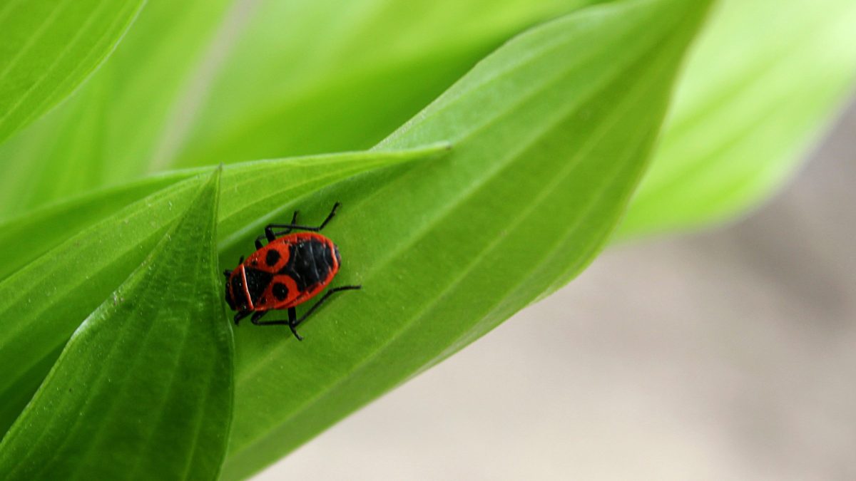 Stinkbug on leaf