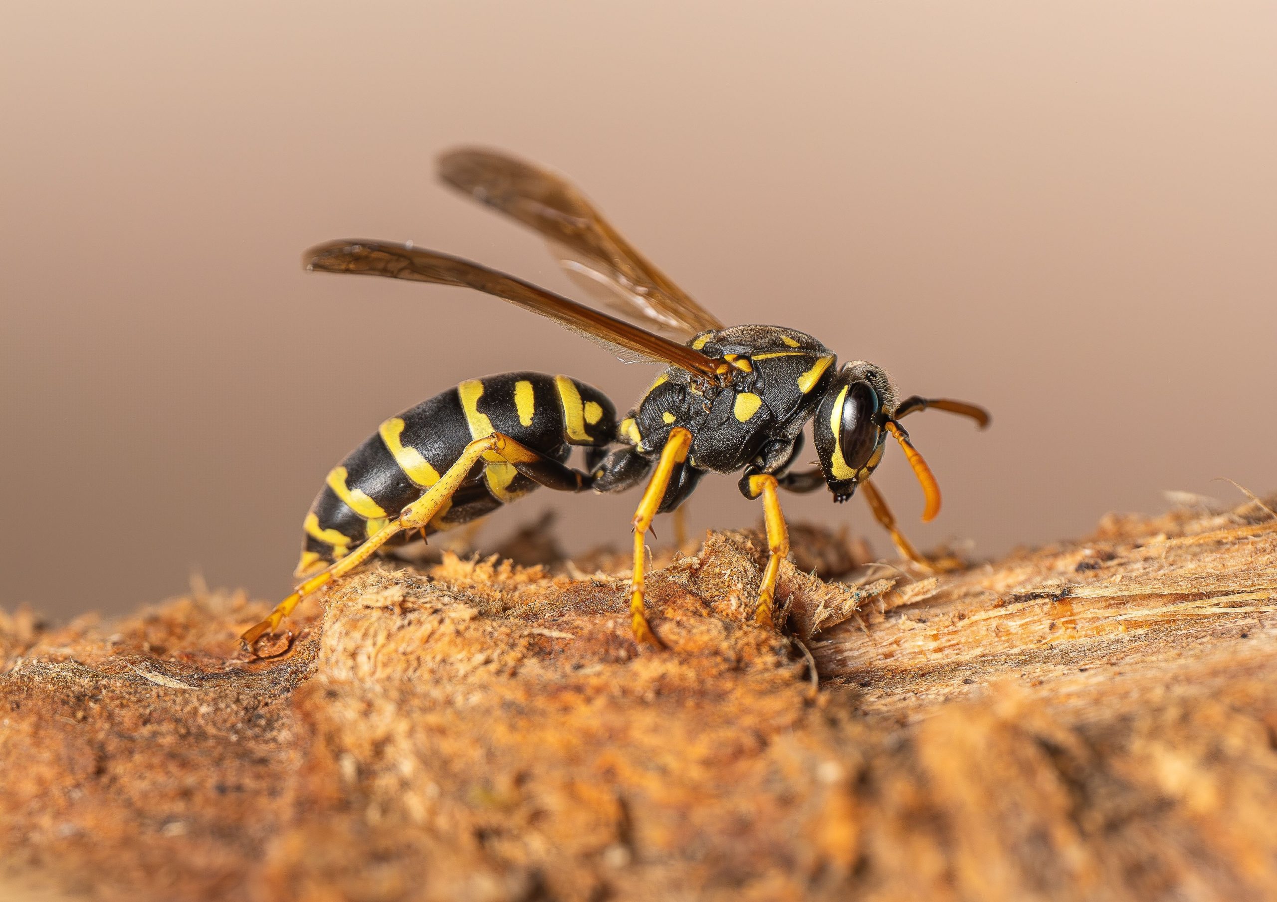 insight pest technician