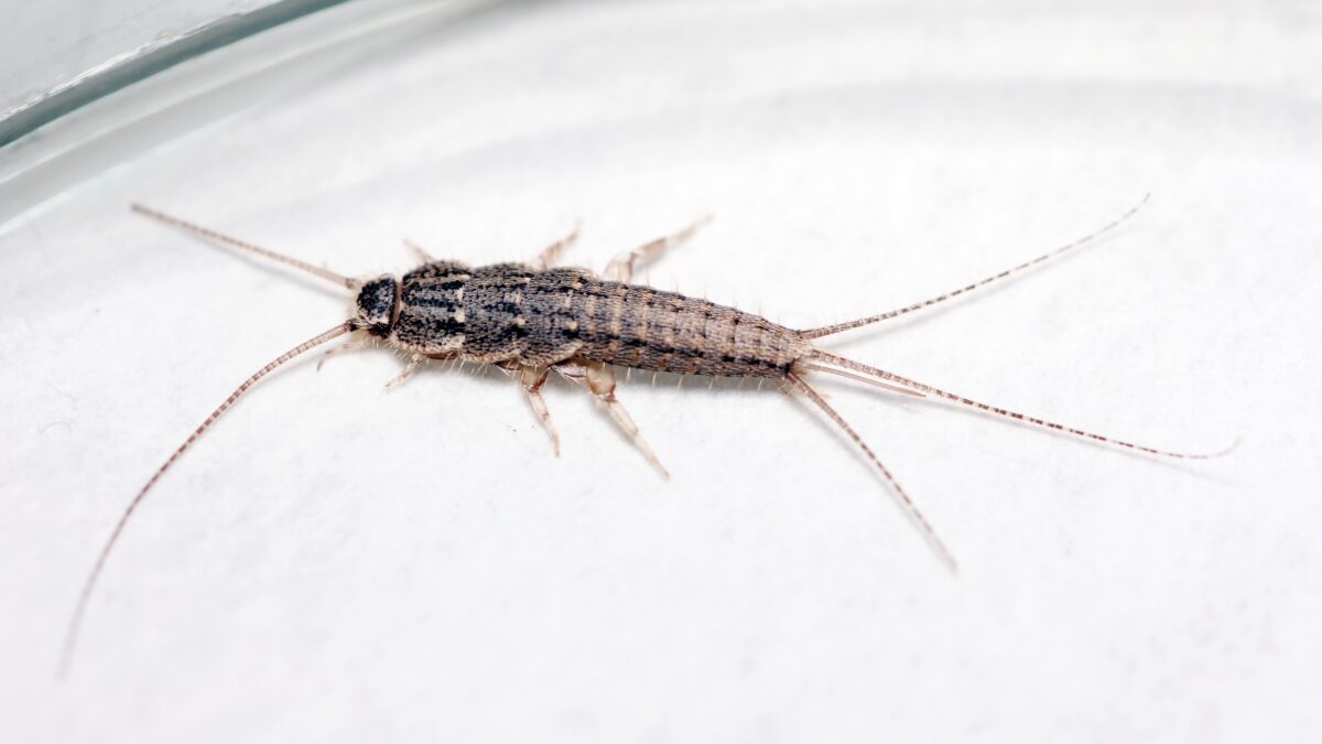 Silverfish in a dish