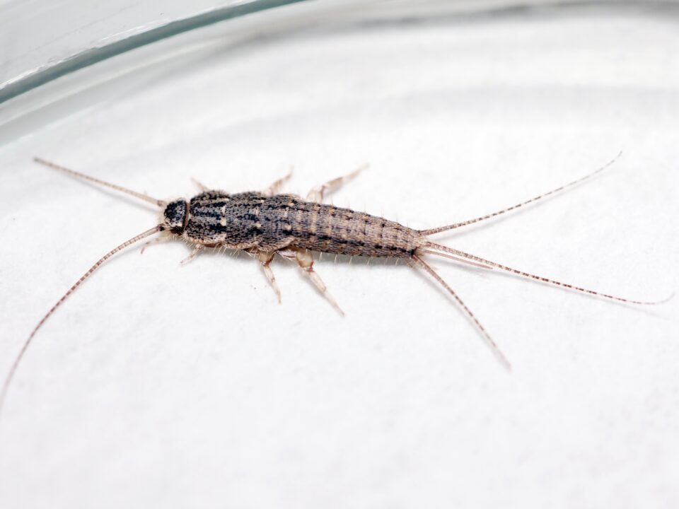 Silverfish in a dish