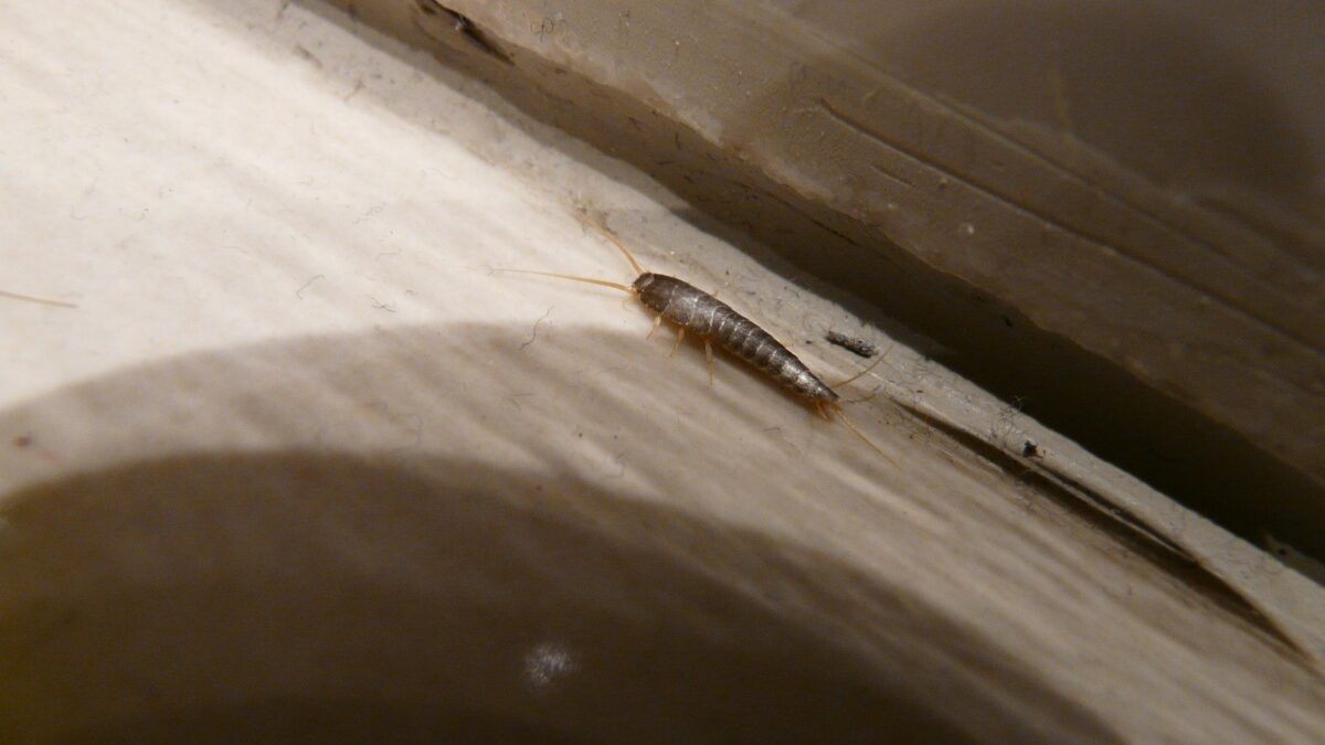 Why Do I Have Silverfish in My House? A Homeowner’s Guide