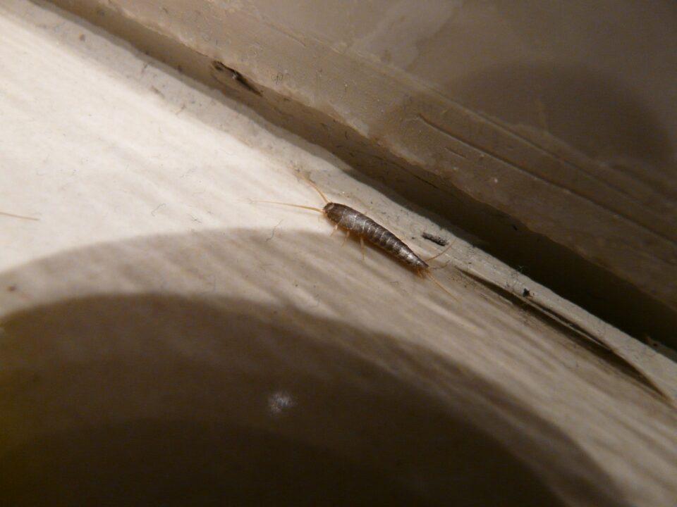 Why Do I Have Silverfish in My House? A Homeowner’s Guide