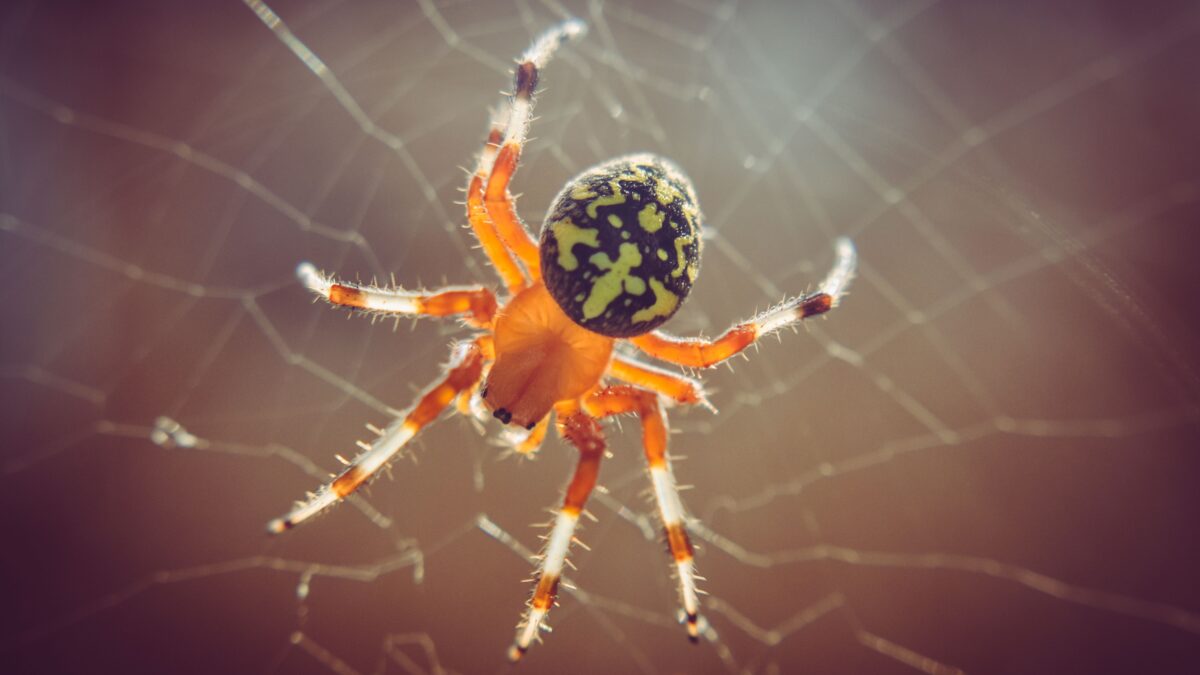 Why Are There So Many Spiders in My House This Fall?