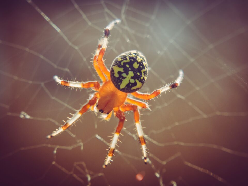 Why Are There So Many Spiders in My House This Fall?