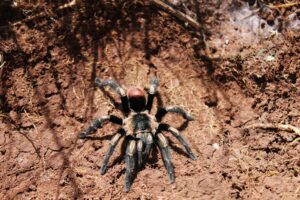 tarantula pest control