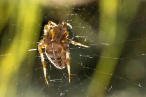 spider pest control